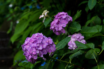 紫陽花