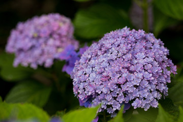 紫陽花