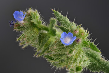 blaue Blüten vom Scharfkraut, Asperugo procumbens, als Makroaufnahme vor schwarzem Hintergrund