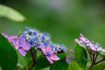 紫陽花