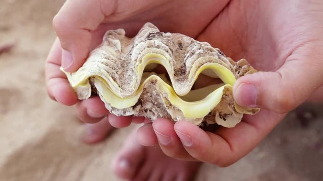 Closeup top view of young tanned kid holding real yellow and brown seashell in hands close to camera. Real time full hd video footage.