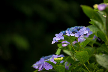 紫陽花