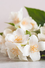Blossoming tender jasmine white flower on wooden background