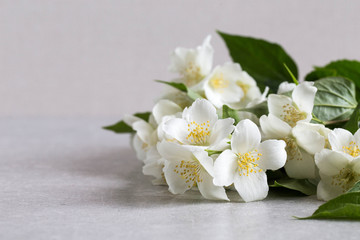 Fototapeta na wymiar Blossoming tender jasmine white flower on wooden background