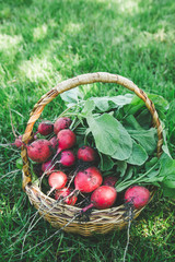 Freshly harvested radish. Fresh red white organic radishes with leaves on basket
