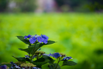 紫陽花