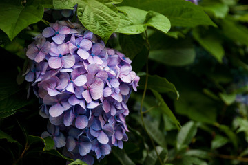 紫陽花