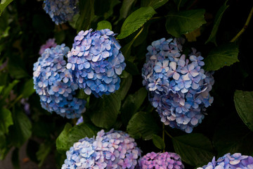 紫陽花