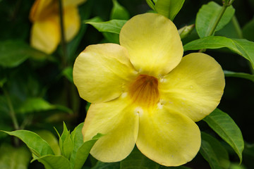 Beautiful Single Yellow Flower HD Image Close up