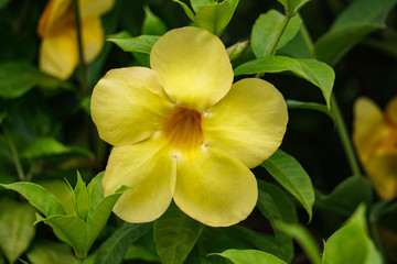 Beautiful Single Yellow Flower in the roof garden, HD Image Close up