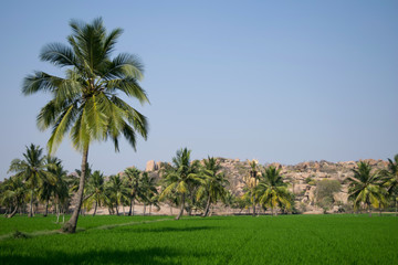 Fototapeta na wymiar Popular tourist destination, historical sightseeing, green rice field and granite mountain in Hampi, India