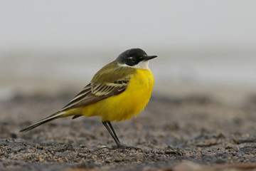 yellow bird