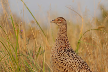 pheasant in the field