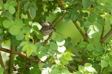 butterfly on a tree