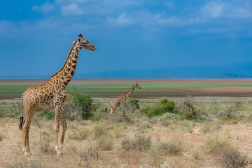 Wild giraffes in the savannah in Tanzania, beautiful panorama