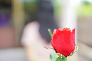 Red roses in the hands of men have blurred women as the background. The idea of...