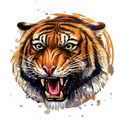 Growling Tiger. Color, hand-drawn portrait of a growling tiger on a white background. Watercolor splashes.