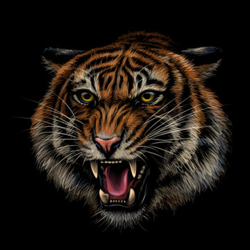 Growling Tiger. Color, hand-drawn portrait of a growling tiger on a black background.