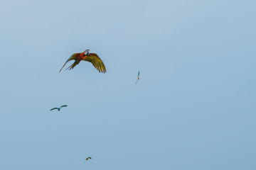 Colorful of the macaw parrot practice flying in the fields.