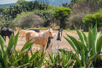 two horses relaxing in a paddock field after a hard day's riding