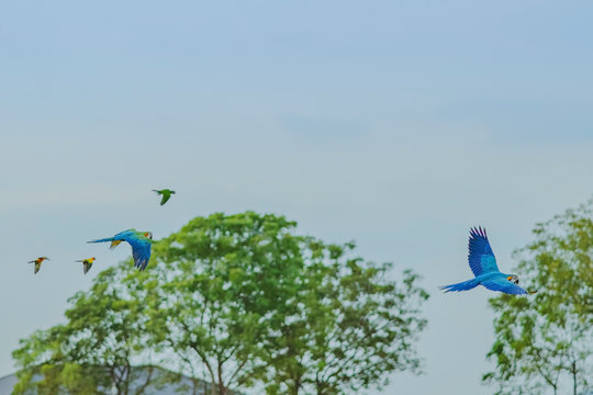 Colorful of the macaw parrot practice flying in the fields.