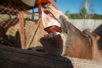 Funny low angle view of grinning horse mouth and teeth. Dirty horse teeth. Concept of dentists theme