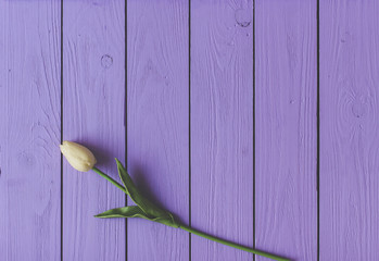 Spring tulip flower on wooden background. Tulip, gardening concept.