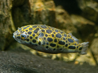 Green puffer fish searching for food