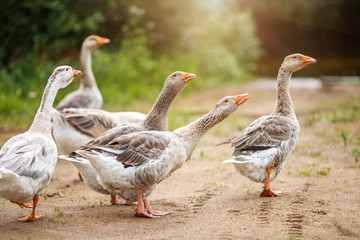 A flock of beautiful domestic geese walking in a meadow near a farmhouse Gray farm geese Rural...