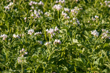 Fototapeta premium Potato sprouts in a garden in an organic garden, new potatoes, flowering, potato ripening.