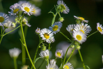 cute daisies close up on a blurred natural background