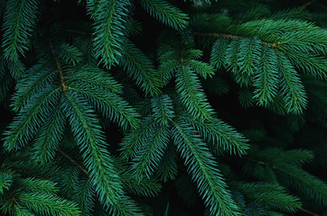 Fluffy fir tree brunch close up. Christmas wallpaper concept. - Image