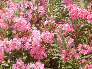 flowers in the garden