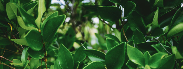 Tropical plant leaves