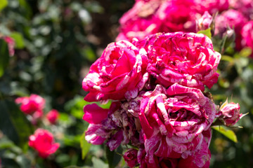 Beautiful summer roses