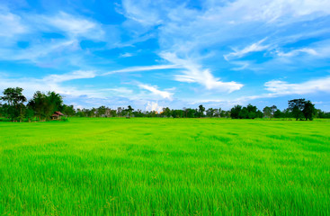 Fototapeta na wymiar Green rice fields with blue sky in the morning.