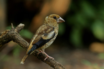 Fototapeta premium bird on a branch