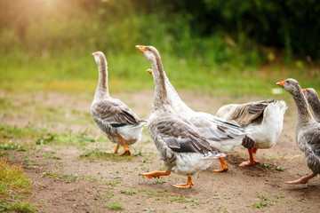 A flock of beautiful domestic geese walking in a meadow near a farmhouse Gray farm geese Rural landscape Sun flare