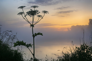 Hogweed plants by the lake water at sunrise