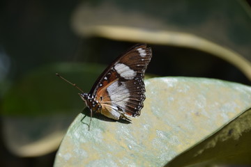 Koh Samui