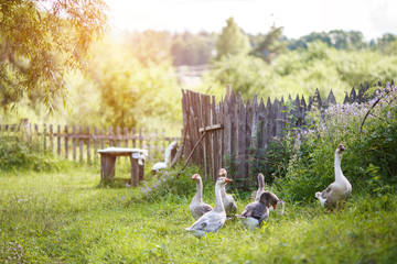 A flock of beautiful domestic geese walking in a meadow near a farmhouse Gray farm geese Rural...