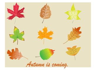 set of autumn maple leaves flat icon colorful season greeting nature vector collection 