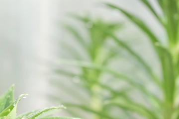 Blurred image of natural background, green plants