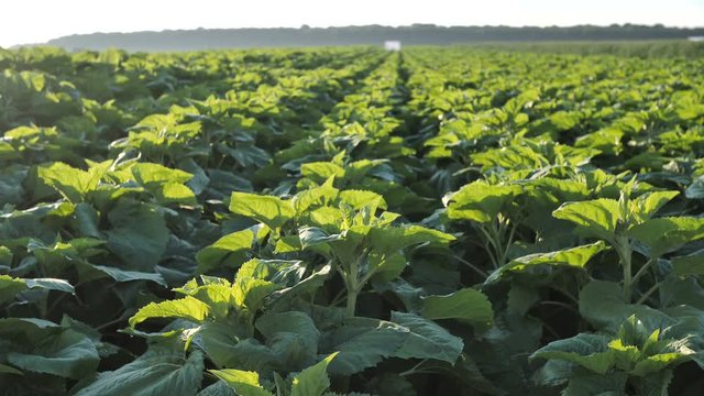 Natural fields of young Sunflower at the initial stage of growth ready for Fertilization and Pesticide application