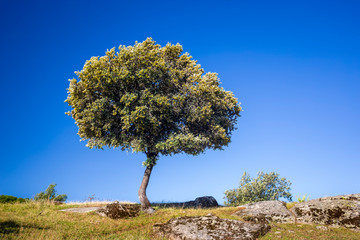 Encina en la pradera. Avila. España. Europa