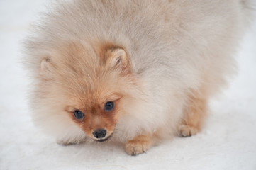 Cute Pomeranian spiz puppy on snow