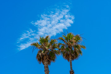 Palm trees with blue sky. Summer nature scene. Palm tree green branches tropic ecology concept,. Wallpaper pattern