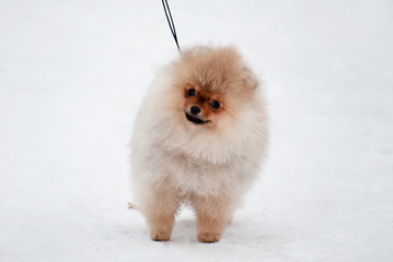 Cute Pomeranian spiz puppy on snow