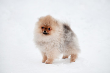 Cute Pomeranian spiz puppy on snow