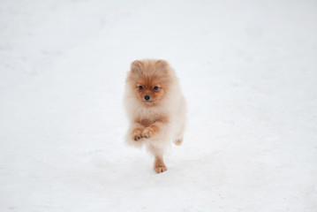 Cute Pomeranian spiz puppy on snow